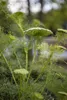 Foeniculum vulgare, Fenchel, aromatisch, ca. 9x9 cm Topf Produktbild-Vorschau 2