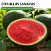 Wassermelonen Sugar Baby Samen - Citrullus lanatus - Produktbild-Vorschau 2