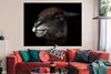 MuchoWow® Poster Alpaka - Lächeln - Schwarz 160x120 cm - Produktbild-Vorschau 2