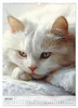 Katzen (Wandkalender 2027 DIN A3 hoch), CALVENDO Produktbild-Vorschau 10