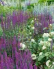 Salvia nemorosa 'Caradonna', Steppensalbei, fioletowy, ok. Podgląd zdjęcia produktu 5