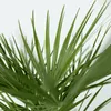 Karłatka niska - 2 szt - Chamaerops humilis - Wysokość Podgląd zdjęcia produktu 3