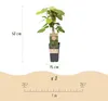Green boutiQ - Fruitplant - Actinidia arguta Weiki - Voir les images du produit 3