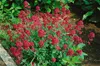 Rote Spornblume Coccineus, im Topf - Centranthus ruber Produktbild-Vorschau 5