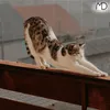 Filet de balcon pour escaliers pour chats et chiens, filet Voir les images du produit 14