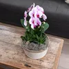 Kolibri Orchids | rosa Phalaenopsis Orchidee - Niagara Fall Produktbild-Vorschau 2
