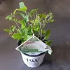 Ortensia Hydrangea arborescens 'Strong Annabelle' Ø 19 cm, Anteprima dell’immagine prodotto 3
