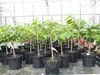Indianerbanane 180 cm Asimina triloba Sunflower Papau Produktbild-Vorschau 5