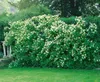Philadelphus coronarius, Duftjasmin, weiß, 40–60 cm Produktbild-Vorschau 11