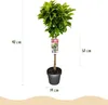 Magnolia Magnolia Susan – wysokość 19 cm, ok. 90 cm – Podgląd zdjęcia produktu 5