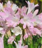 A close-up view of pink and white Agapanthus flowers. Produktbild-Vorschau