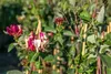 Lonicera japonica 'Halliana', Japanische Geißschlinge, Produktbild-Vorschau 10