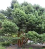 Waldkiefer ´WATERERI´ 30-40 cm, Cont. 2 l Produktbild-Vorschau 3