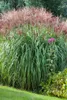 Miscanthus sinensis 'Große Fontäne', Chinaschilf, ca. 11x11 Produktbild-Vorschau 2