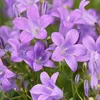 3er-Set - Campanula Ambella Lavender - Glockenblume - Produktbild-Vorschau 4