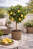 Zitronenbaum Citrus limon 'Eureka' 120–160 cm – Immergrün, Produktbild-Vorschau 1