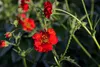 Stauden Gänge 1 x Geum chiloense 'Mrs Bradshaw / Feuerball‘ Produktbild-Vorschau 7