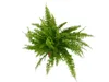 Gardners Nephrolepis exaltata, priemer 12-14 cm Náhľad obrázku produktu 2
