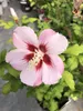 Hibiscus syriacus 'Hamabo' - Garteneibisch 40-60 cm Produktbild-Vorschau 1