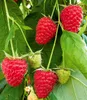 A close-up view of ripe and unripe raspberries on a branch with green leaves. Produktbild-Vorschau