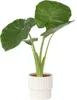 Plante éléphant - Alocasia 'Odora' - Hauteur 55-75cm - Voir les images du produit 5