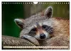 Waschbär - Niedlicher Allesfresser (Wandkalender 2027 DIN Produktbild-Vorschau 5