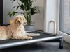 A dog is lying on a raised dog bed indoors, near a window with plants in the background. Produktbild-Vorschau