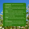 Samenshop24® Buchweizen Gründünger Inhalt: 1kg Produktbild-Vorschau 4