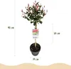 Fotinii Photinia fraseri Carré Rouge, 19cm, wysokosc 90cm, Podgląd zdjęcia produktu 3