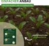 Rote Beete Rote Kugel 2 Samen - Beta vulgaris - Rübensamen Produktbild-Vorschau 6