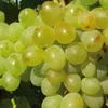 Winorośl A 1704 bezpestkowa 2L Podgląd zdjęcia produktu 1