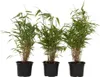 Three potted bamboo plants are shown against a white background. Podgląd zdjęcia produktu