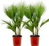Bloomique - Lot de 2 - Washingtonia Robusta - Palmier Voir les images du produit 1