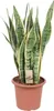 Sansevieria Trifasciata Laurentii Ø25cm x 85cm - jezyk Podgląd zdjęcia produktu 1