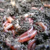 EKAGRO | Erde - 20 Liter - Palmenerde - Grünpflanzen - Erde Produktbild-Vorschau 6