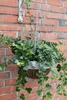 Esschert Design Löwenkopf Hanging Basket mit Kokoseinsatz Ø Produktbild-Vorschau 6