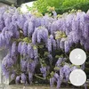 2er-Set - Wisteria Sinensis Prolific - Blauregen Produktbild-Vorschau 1