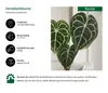 Dehner Herzblattblume, Anthurium clarinervium, Produktbild-Vorschau 2