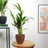 Bloomique - Howea Forsteriana - Palma Kentia - Rośliny Podgląd zdjęcia produktu 4