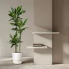 Dracaena Janet Lind Ø24 cm ↕160 cm Pianta da appartamento Anteprima dell’immagine prodotto 4