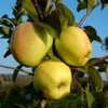 Three yellow apples are growing on a tree branch with green leaves. Produktbild-Vorschau