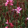 6 x Prachtkerze  - Gaura lindheimeri 'Tutti Frutti'  | Topf Anteprima dell’immagine prodotto 2