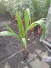 A potted palm plant in a greenhouse or nursery setting. Produktbild-Vorschau