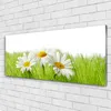Acrylglasbilder 125x50 Wandbild Druck Gras Gänseblümchen Produktbild-Vorschau 2