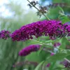Buddleja Royal Red - Sommerflieder/Schmetterlingsflieder - Produktbild-Vorschau 5