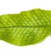 Krokodília papra? - Microsorum musifolium crocodyllus - Náhľad obrázku produktu 2
