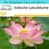 SAFLAX - Geschenk Set - Wasserpflanzen - Indische Produktbild-Vorschau 1
