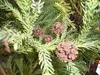 Gelbe Sicheltanne Sekkan Sugi - Cryptomeria japonica Sekkan Produktbild-Vorschau 2