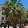 Semená palmy - Washingtonia Filifera - balenie 3 ks - Náhľad obrázku produktu 6