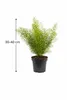 Asparagus densiflorus Sprengeri 30-40 cm - Zierspargel im Produktbild-Vorschau 2